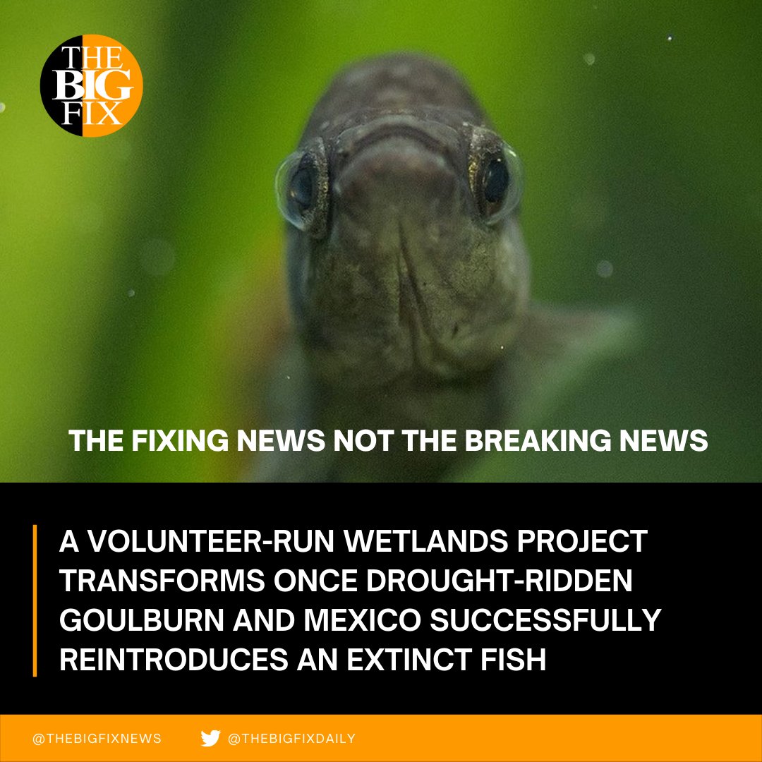 TheBigFixNews's tweet photo. A volunteer-run wetlands project has transformed the once drought-ridden NSW town of Goulburn; an extinct species of fish has been successfully reintroduced in Mexico; and what if we didn't build a single new building in 2022? Today's Solutions Digest: https://t.co/RNI4pJgLED https://t.co/Kzm7wG2UZI