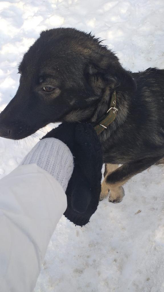 Нашли девчонку, возраст - 1 год. На улице холодно! Ищут постоянный или временный дом!
Может, кто-то мечтал о собаке... Она станет прекрасным новогодним чудом!!! Спасённая жизнь - это ведь настоящее чудо!!! 
Пишите в личку!
За ретвит - радуга в карму!