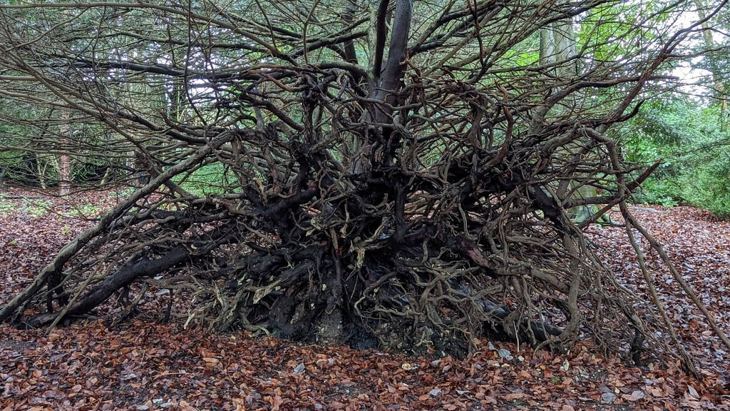 MJFHorticulture's tweet photo. Uprooted Yew
#taxusbaccata #yew https://t.co/pudk6R3VtH https://t.co/ChypSJg9BL
