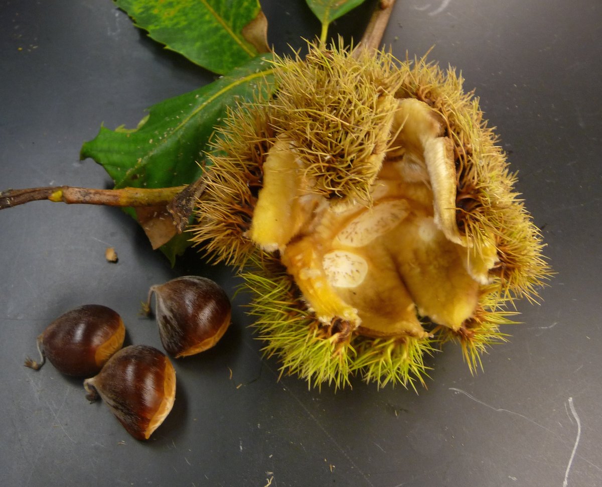 Its uses go far beyond just building, though.Chestnuts are highly nutritious and were a staple in the diet of animals in the region, providing most of the fall food for wildlife such as the white-tailed deer, wild turkey, and the now extinct passenger pigeon.