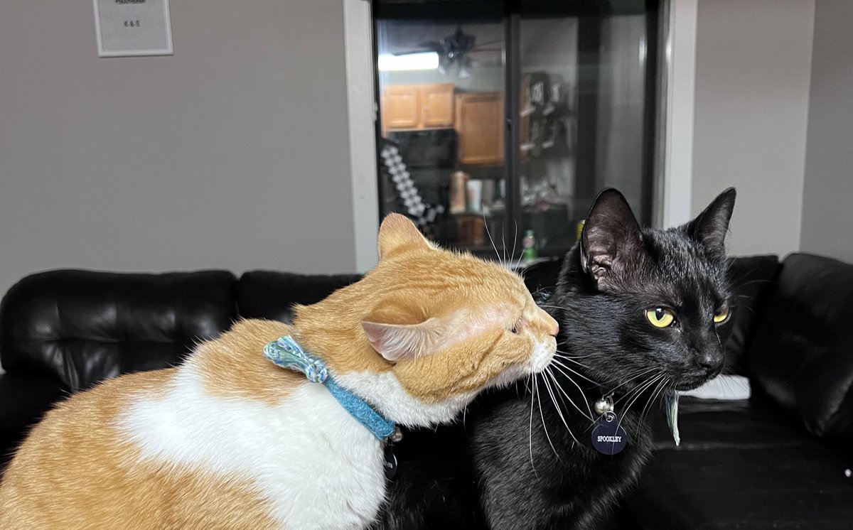 iamspookley's tweet photo. sistur likes to sniff mee
i am smelly 😼 https://t.co/wFul7AL20C