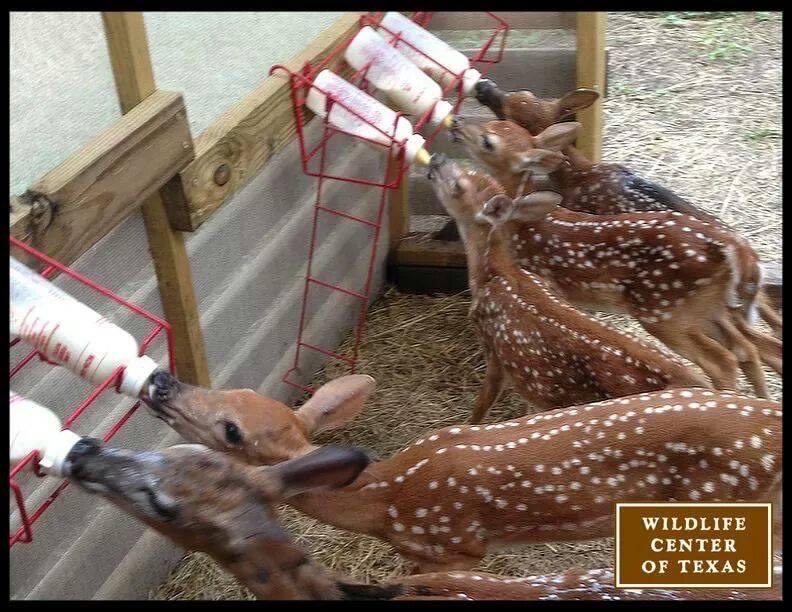 Orphaned fawns drinking from bottles. ⁦⁦#WildlifeRehab