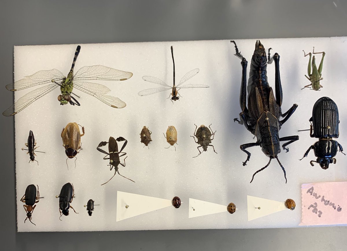ericantoniopaz's tweet photo. Some of my collection from this last semester: https://t.co/fqdwqIyMJz