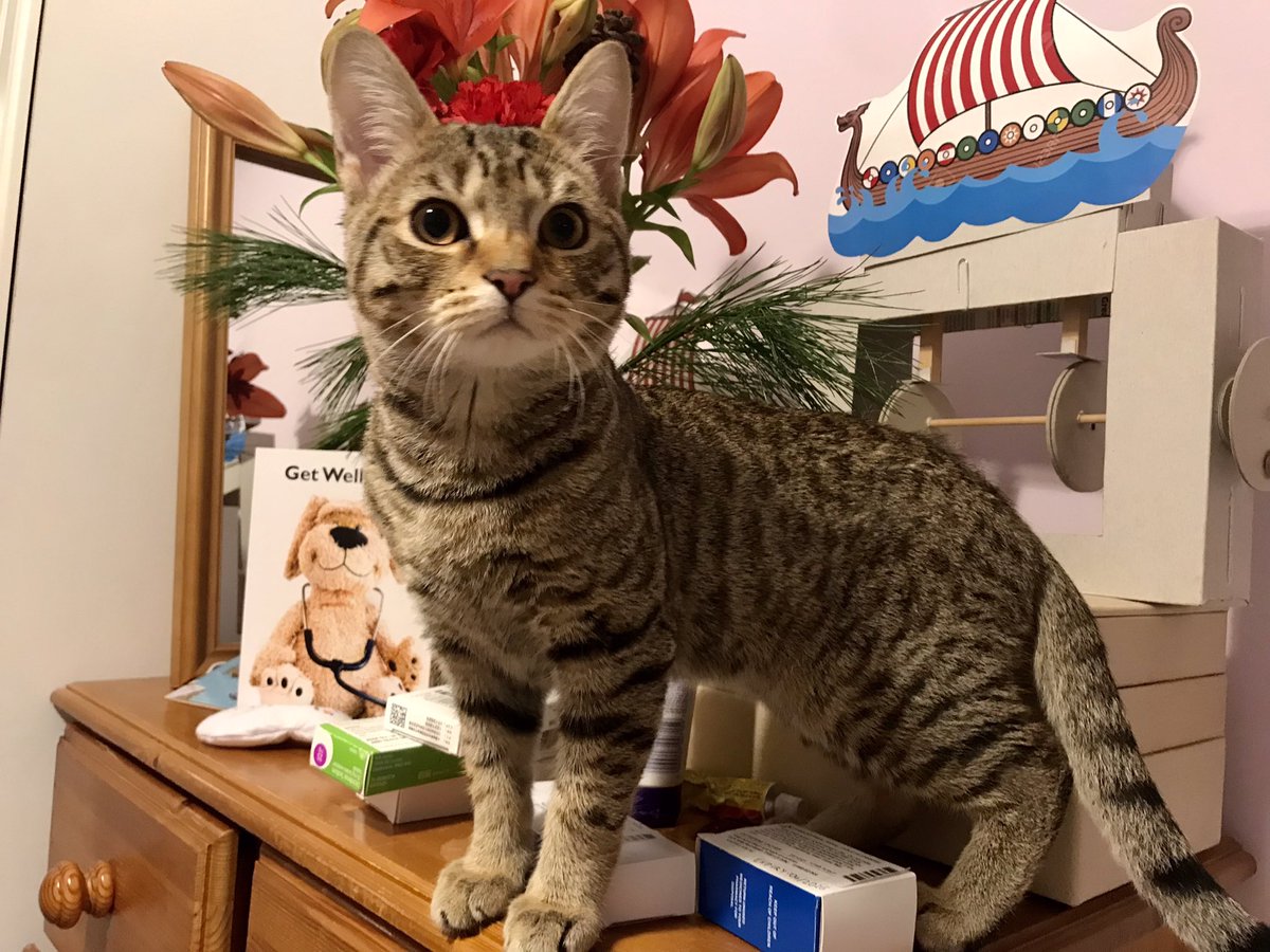 no mama i definitely not being naughty #CatsOfTwitter #cats #kittens #catsontwitter