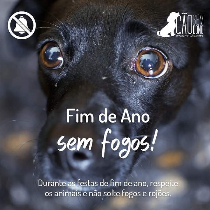 soishibashi's tweet photo. Por Favor não soltem Fogos de artifício! Os fogos tem um impacto ruim para os animais como; gatos, cachorros e pássaros, o barulho é algo assustador para os bichinhos e isso pode fazer com que eles se machuquem, se perderem, convulsionar e até morrer. 
#nãosoltefogos  #FogosNão https://t.co/tThYqwiTn1