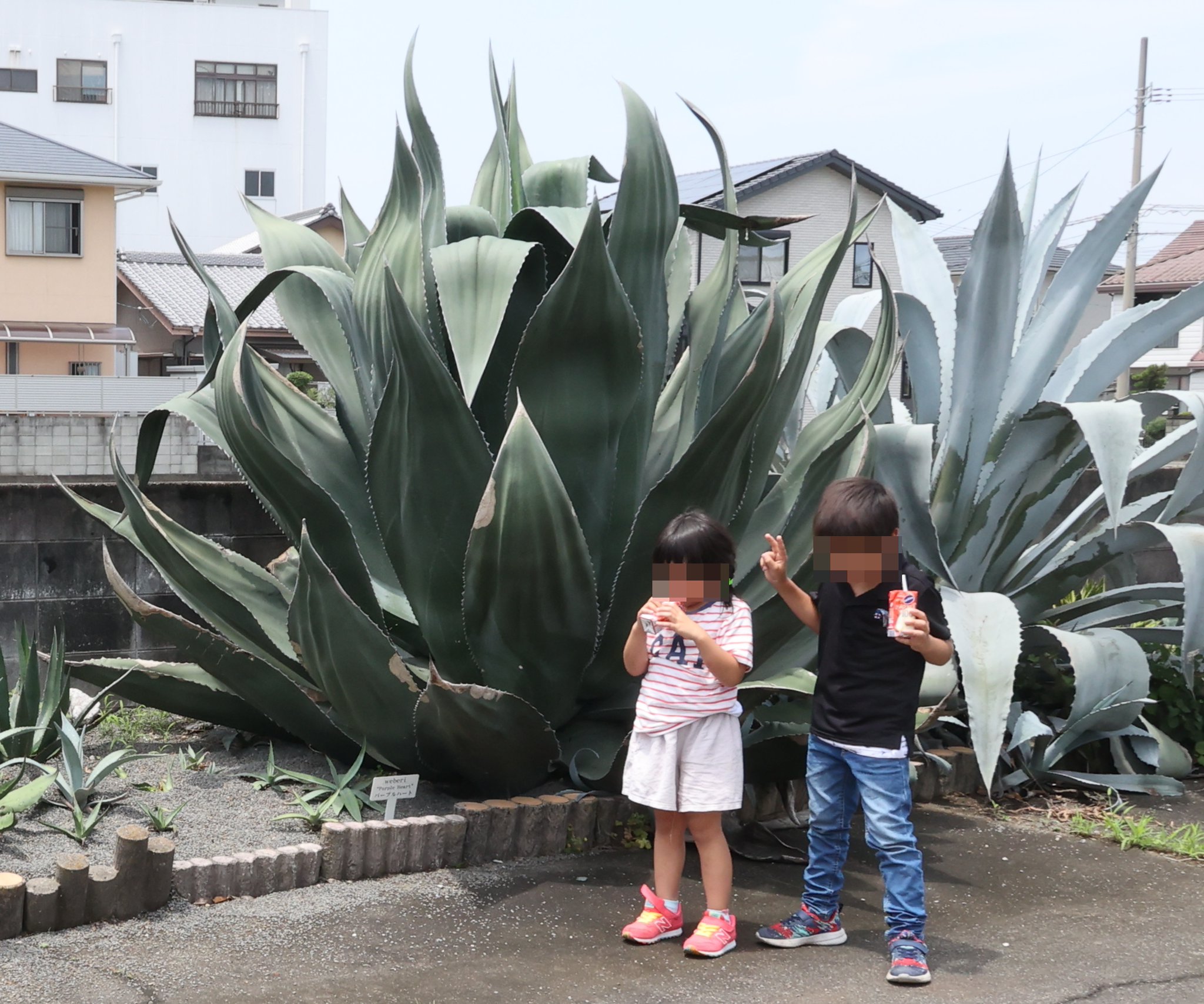 アガベ天国 (Agave heaven) on Twitter: