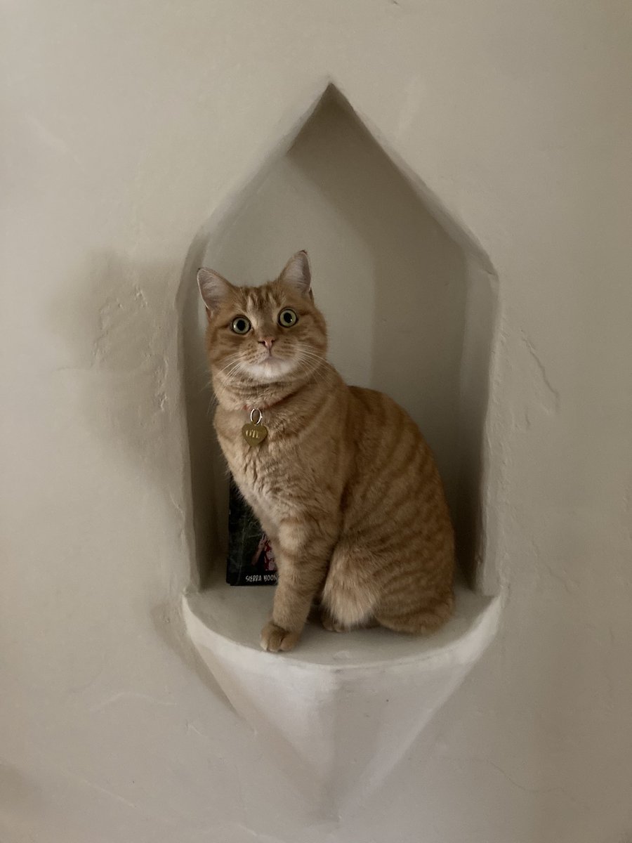 yes,,, this is my new Spot. Do nt move me