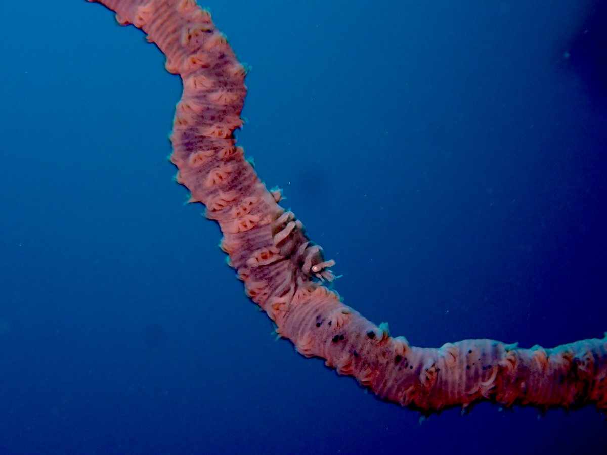 ClaassensLouw's tweet photo. Since moving to #palau, I have been inspecting every #whipcoral I come across! And yesterday at long last I got to see some #whipcoralshrimp! It is just amazing how these guys blend in! #crustmas #crustaceans #palau #shrimp #tinycritters https://t.co/mOXRVnhqh1