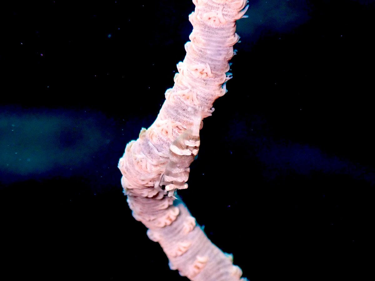 ClaassensLouw's tweet photo. Since moving to #palau, I have been inspecting every #whipcoral I come across! And yesterday at long last I got to see some #whipcoralshrimp! It is just amazing how these guys blend in! #crustmas #crustaceans #palau #shrimp #tinycritters https://t.co/mOXRVnhqh1