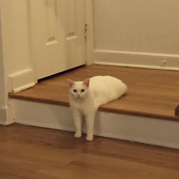 「動物 白い猫」のTwitter画像/イラスト(人気順)