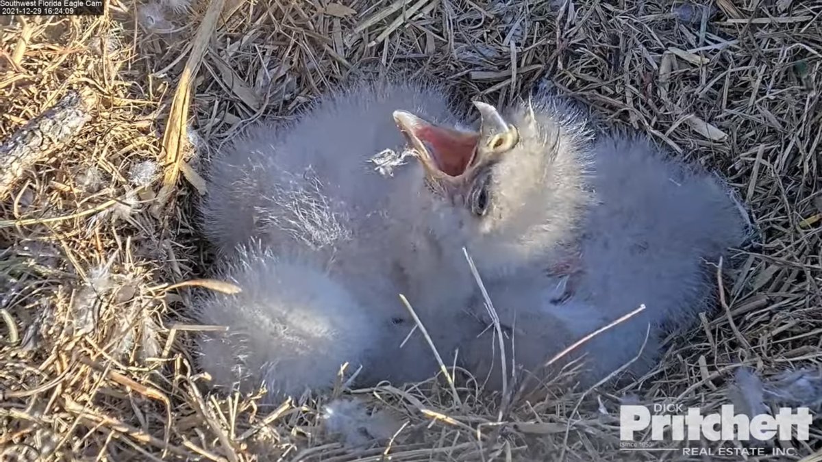 johstina's tweet photo. Sweet E19 &amp; E20.. 😍@SWFLEagleCAM https://t.co/1TwmG5PJkp