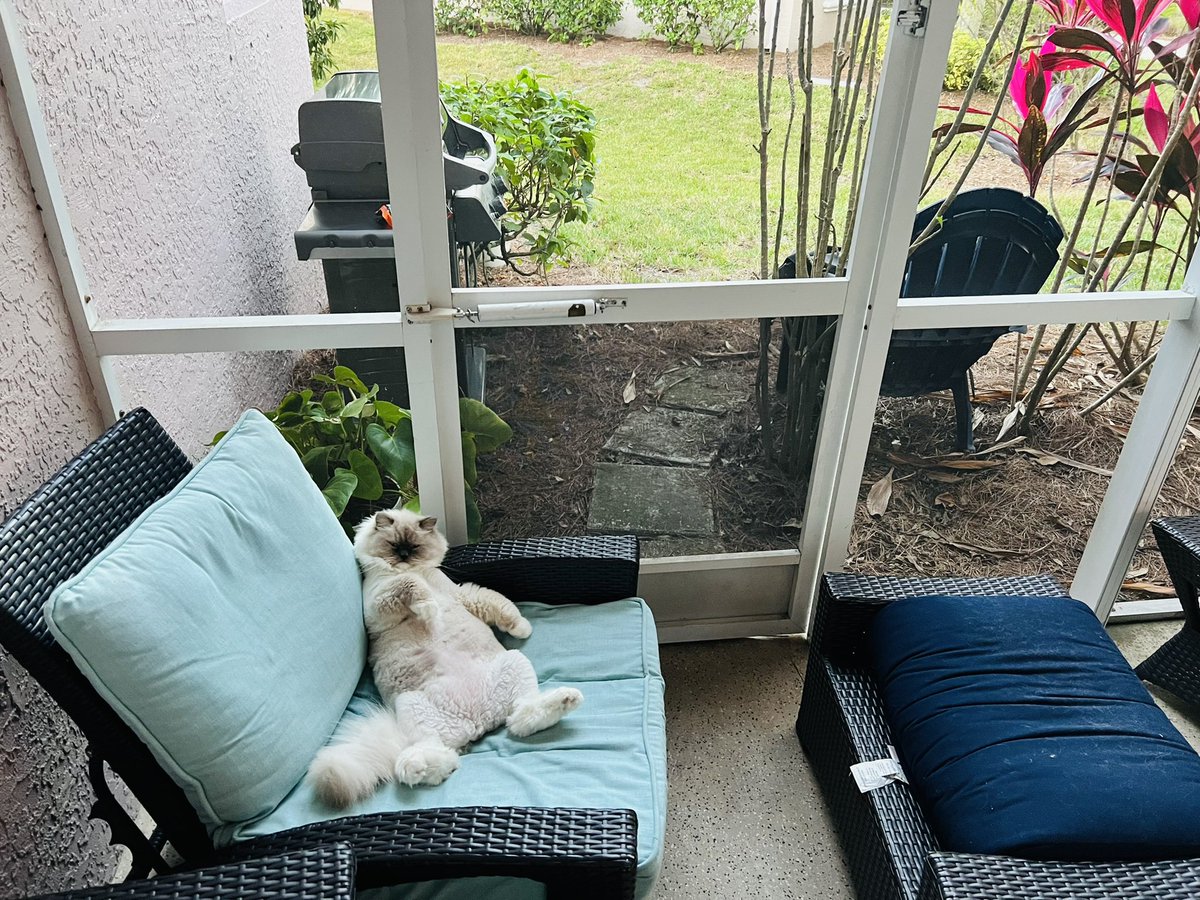 FordLive's tweet photo. Some days you should just sit back and relax #damnitjerry #RagdollCats https://t.co/ypJ5o2NFCu