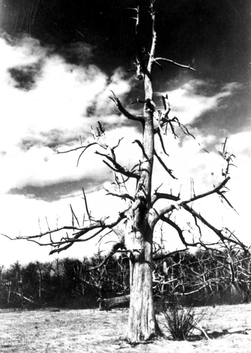 It became much more difficult to maintain a self-sufficient, agrarian life in the mountains. As industrialization rapidly expanded, the death of the chestnut seemed to extinguish mountain folks' last hope at maintaining life as they had known it for four centuries.