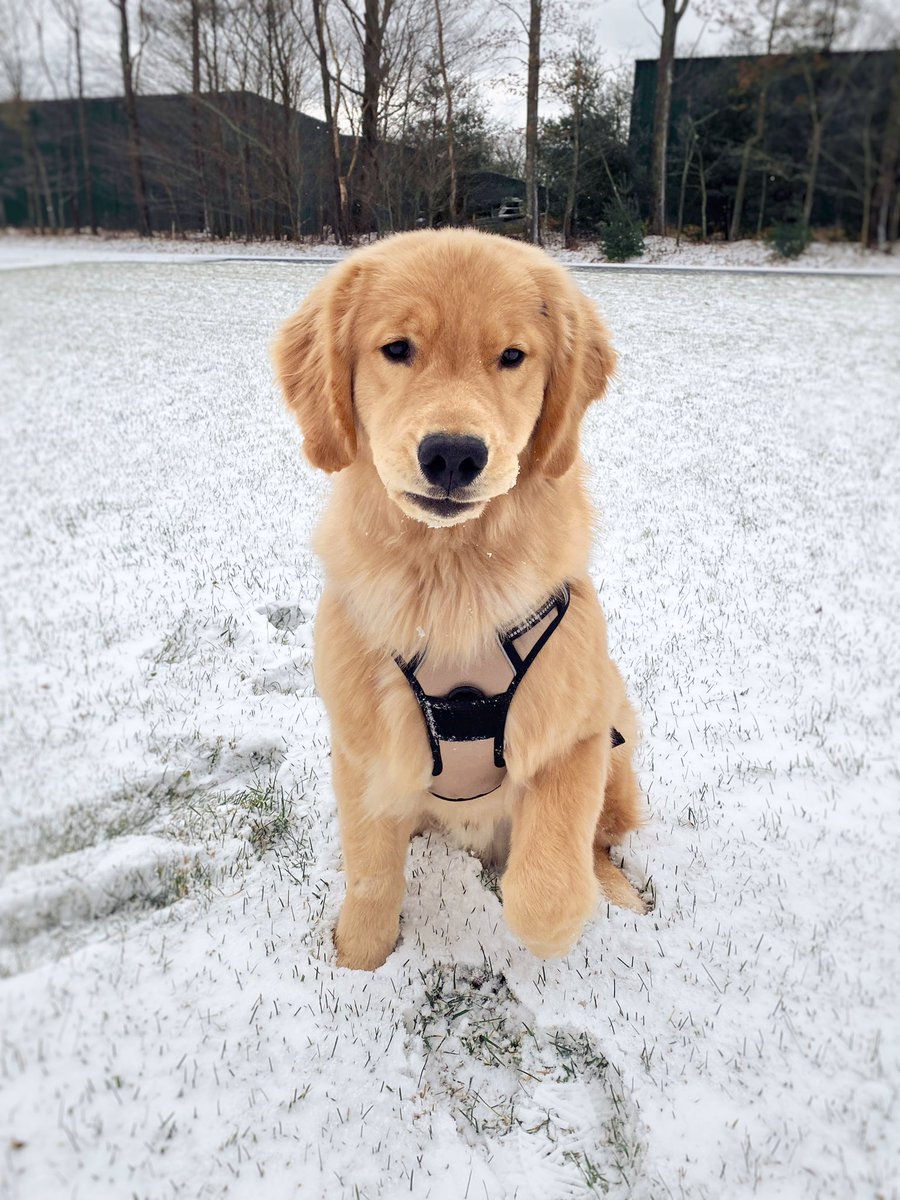 Archie_Ventures's tweet photo. •••❄️ first snow ❄️•••

#Snowfall #dogsoftwitter https://t.co/724PoVFFeH