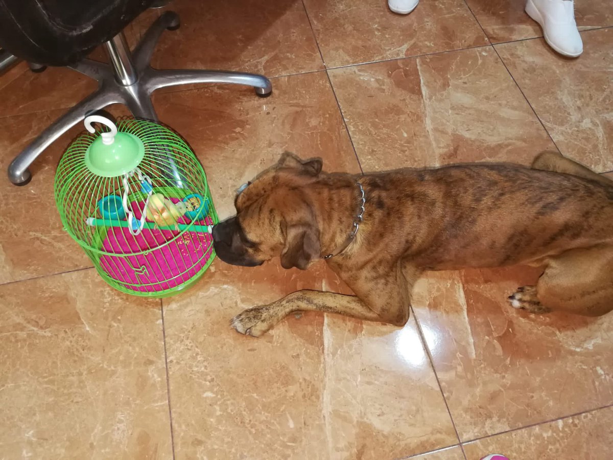huelladejaen's tweet photo. Bóxer hembra, de 4 años, sociable y buscando hogar. La recogieron hace un año por que se la encontraron, la han ido publicando una y otra vez y no tienen suerte en encontrarle una familia, por lo que han decidido comentárnoslo por si podíamos ayudarle a difundir…
Y hay esta!!! https://t.co/z9PgIsrTCa