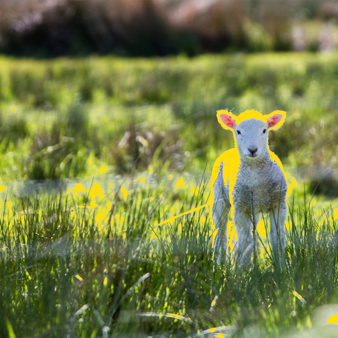 eZine Repost
VEGANS DOING COOL S&amp;*T!
Farm Transparency Project
Farm Transparency Project is an Australian resource hub and animal protection charity increasing industry transparency and educating about the cruelty in animal agriculture.
farmtransparency.org

#vegan #veganfta