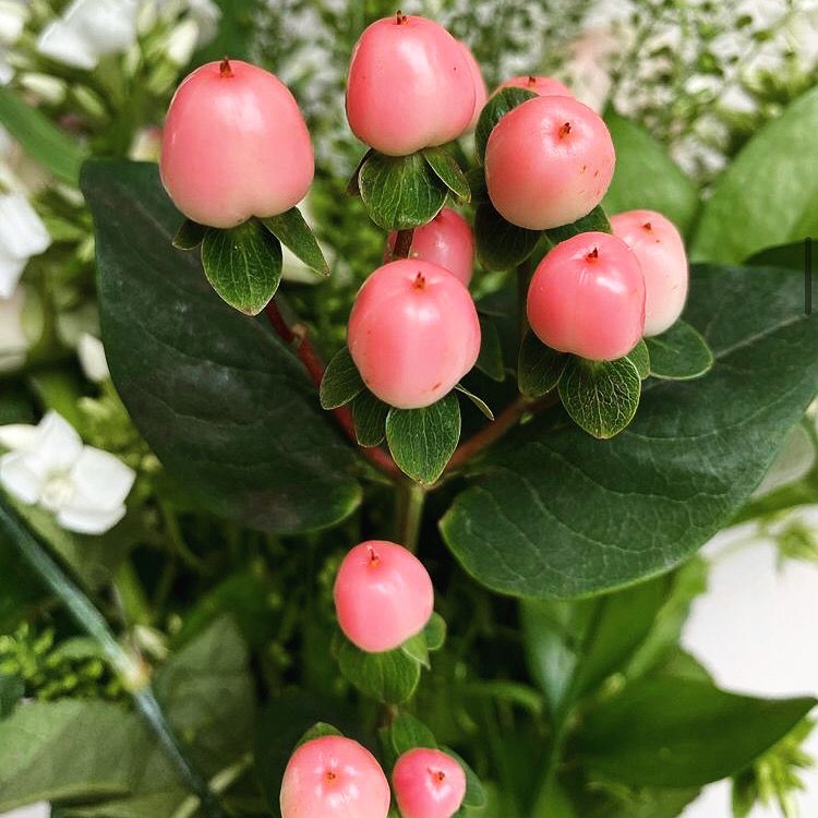 AppleyardLondon's tweet photo. Did you know that Hypericum Berries symbolise protection and rebirth, and are also often associated with cheerfulness and inspiration?

📷 @the_jungle_in_my_house

https://t.co/64gKMjC6lz

#appleyardlondon #hypericumberries #stjohnswort https://t.co/QluvrjlizW