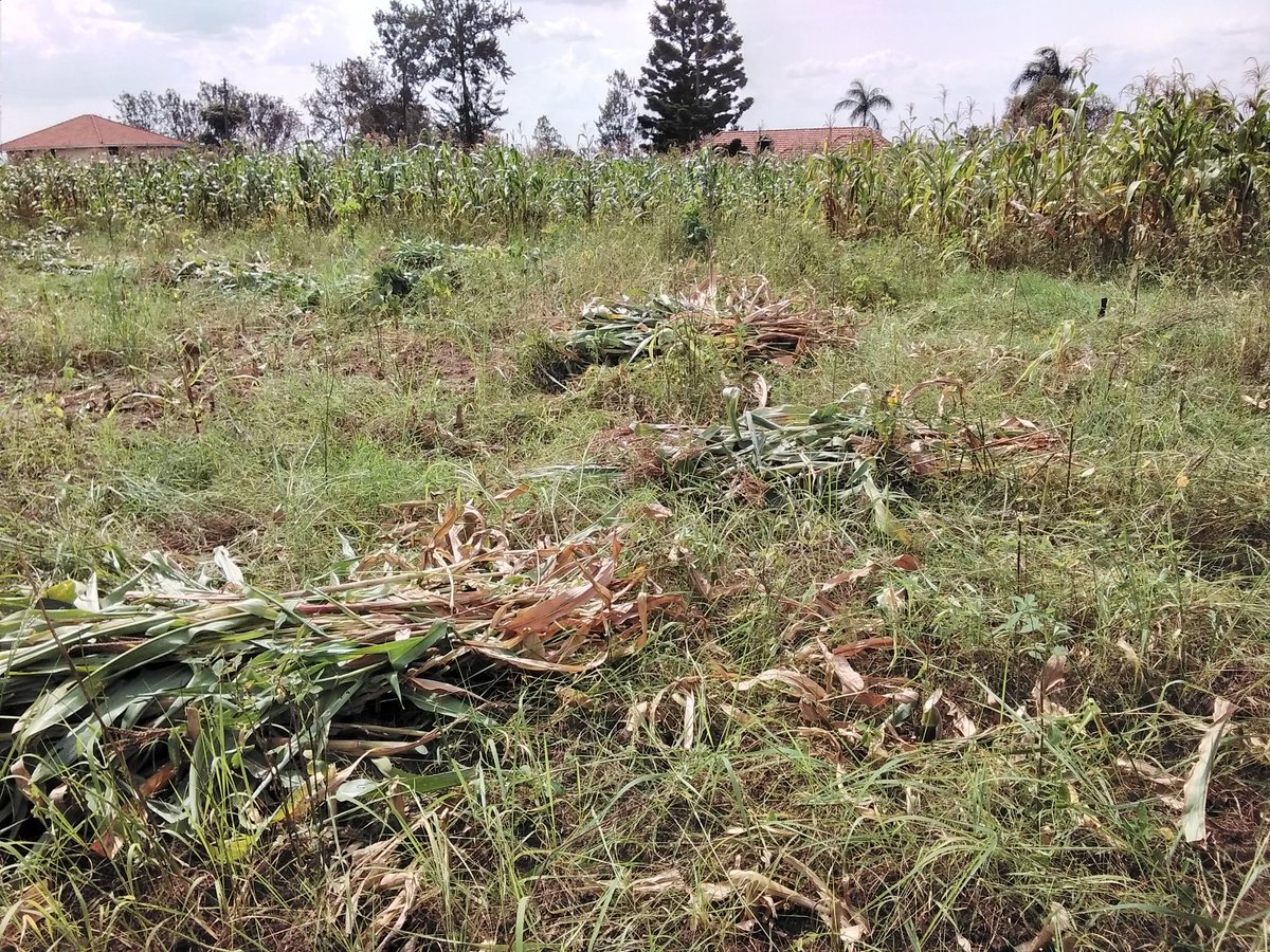 simon_nimusiima's tweet photo. It's harvest time💪
Coming up, #silagemaking 🥳
#FarmGuy 😎 https://t.co/fNCyn8Kzki