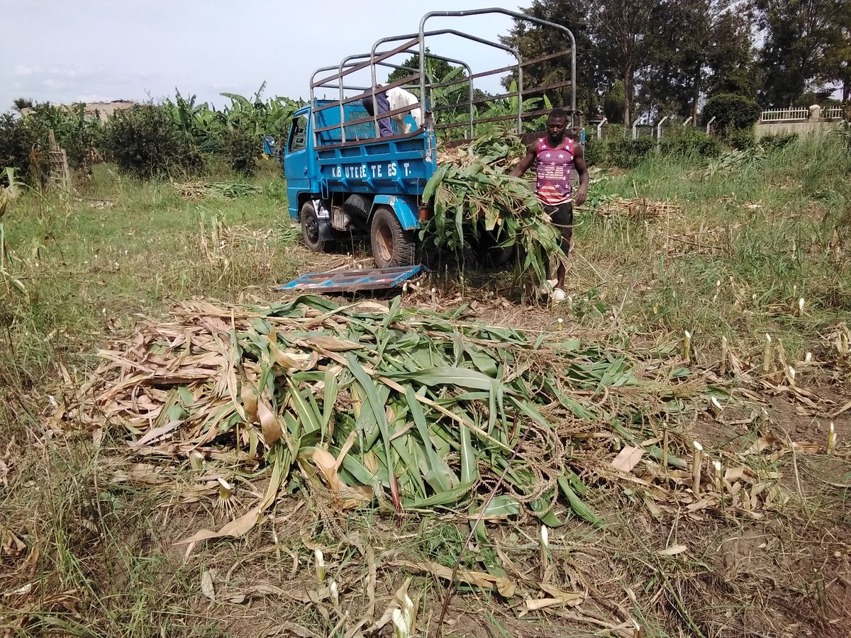 simon_nimusiima's tweet photo. It's harvest time💪
Coming up, #silagemaking 🥳
#FarmGuy 😎 https://t.co/fNCyn8Kzki