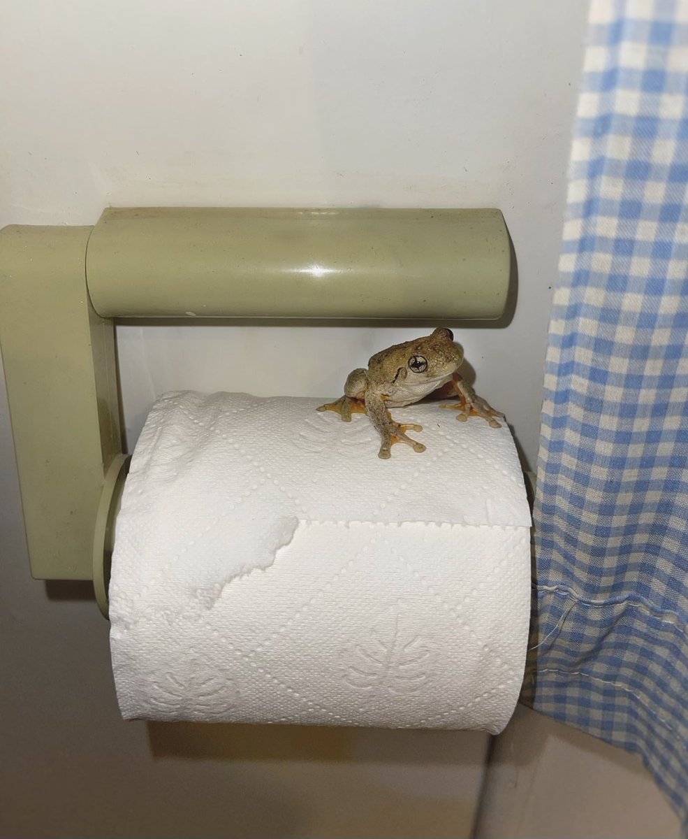 TerriIrwin's tweet image. Guardian of the roll.