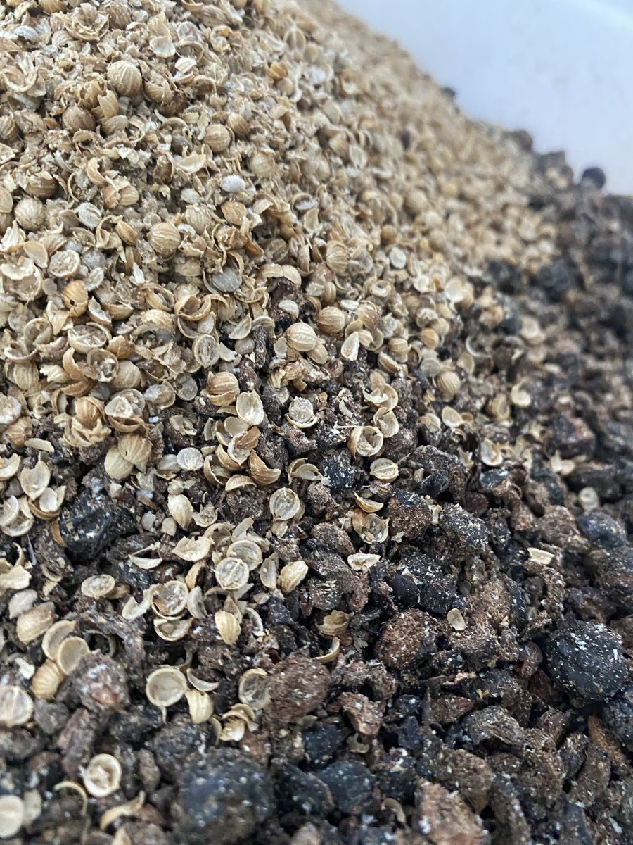 Funky Fursday in Firle! Packaging Petite Saison AND brewing the first of two beers collaborated on the astral plane between us <a href="/BonefaceBrewer/">Boneface Brewing Co.</a> with <a href="/MarkCTranter/">Mark Tranter</a> &amp; <a href="/BeerKel/">Kelly Ryan</a> riffing the recipe. This one is heading for barrels with mixed ferm, NZ hops &amp; aromatics…