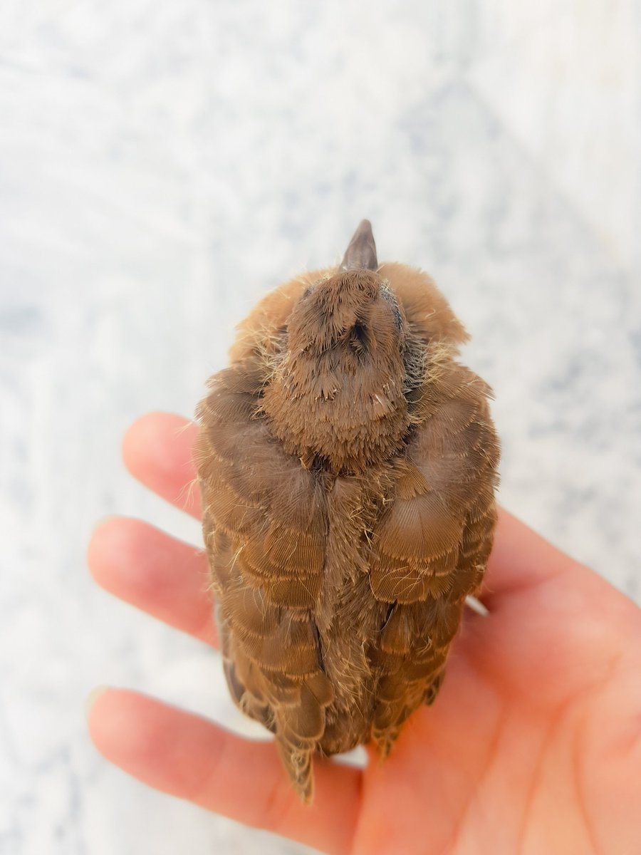 Ari_00_Ari's tweet photo. I love to sleep...
...

Dove baby ❣
PC: Arifa Mehar 
#birds #baby  #Dove #care #beauty #Freedom #photography #NaturePhotography #mobilephotography #PhotographyIsArt https://t.co/NbZaTUczls https://t.co/IO6PBCODxI