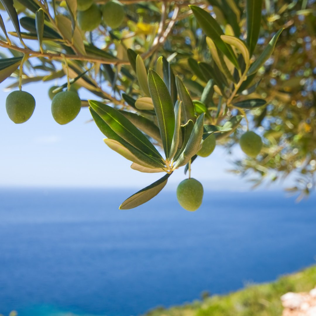 Missing the taste of 'holiday' on your tongue? Singletons award-winning Parlick with Nocellara Olives is exactly what you need. Our creamy, handcrafted sheep's milk, blended with juicy green olives is a bite of the Mediterranean.
#cheese #BritishCheese #BritishDairy #LocalMilk