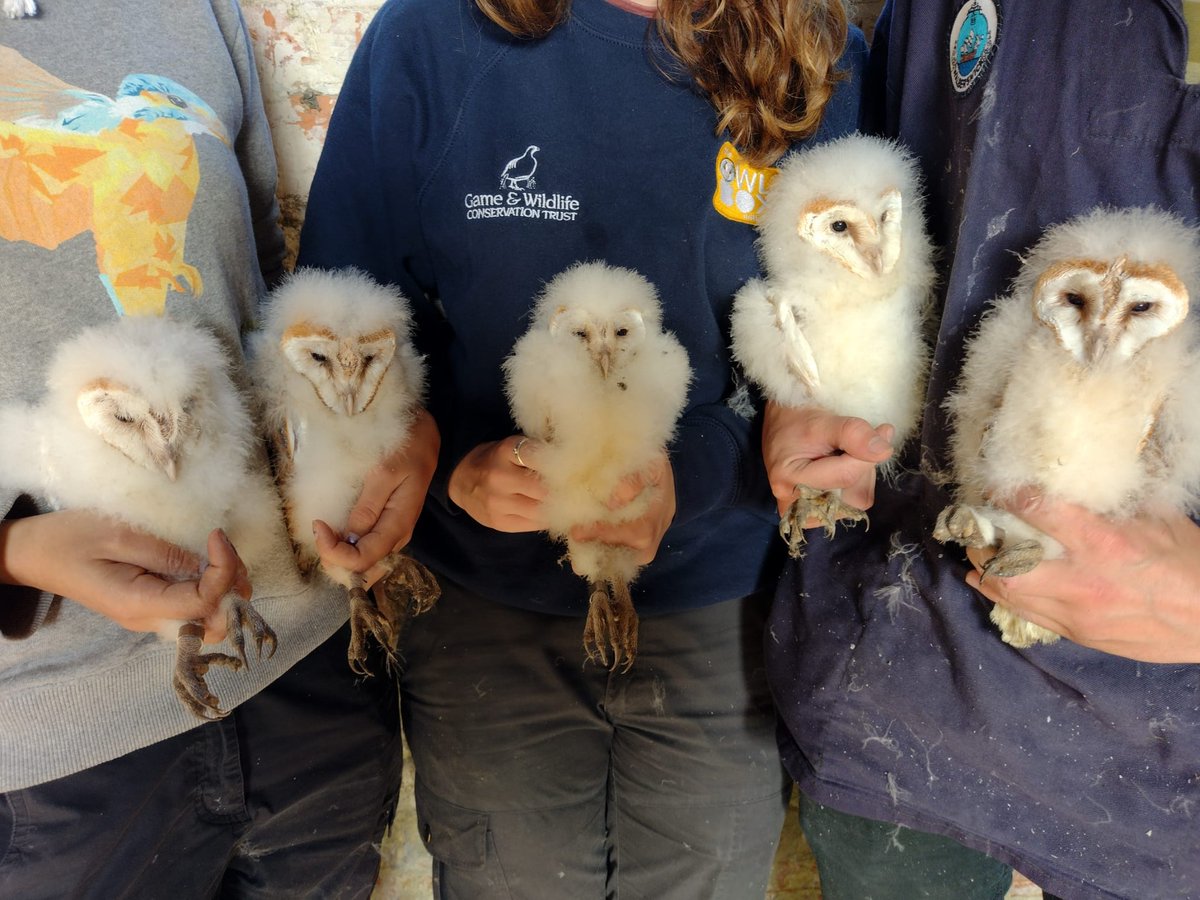 #BarnOwls can produce multiple broods during a breeding season. #Prey availability can influence the number of breeding attempts, so #habitat provision for #smallmammals is a key #conservation measure to incorporate into the farmed #landscape.

New Blog: owlboxinitiative.com/post/double-br…