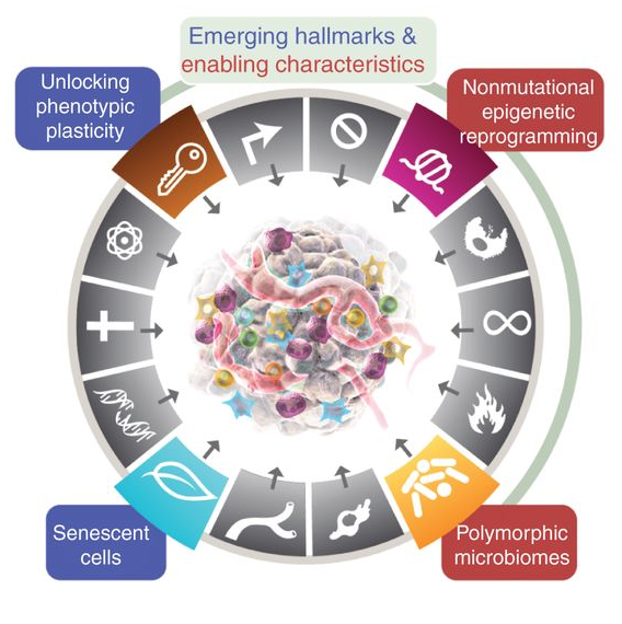 Among the new dimensions in the #hallmarksofcancer: Nonmutational epigenetic reprogramming and its intratumoral heterogeneity. Essentially important for the development and plasticity of transcriptional subtypes in different cancer entities. @CD_AACR
cancerdiscovery.aacrjournals.org/content/12/1/31