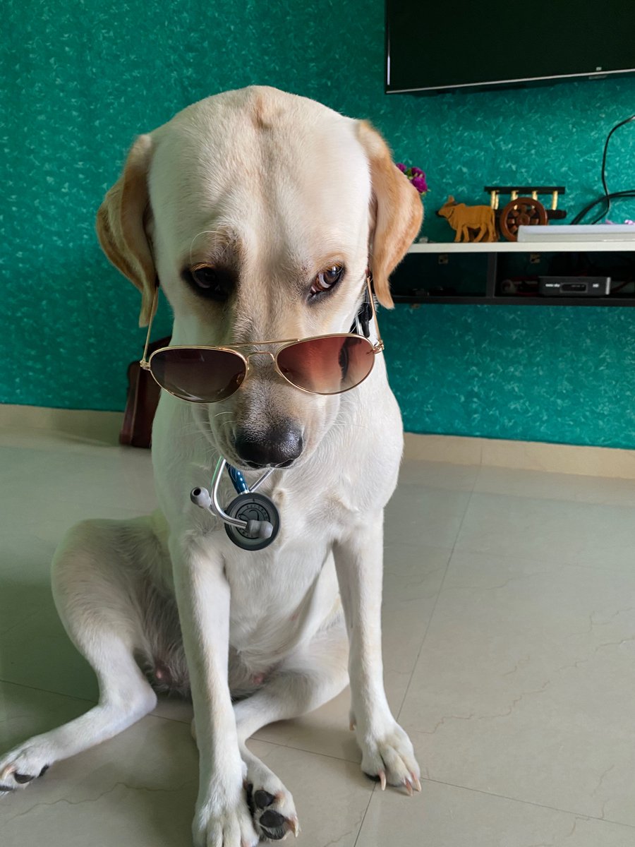 DrShreyasee's tweet photo. Bella the princess 
#dogsoftwitter #DogsofTwitter #doctordog #puppy https://t.co/iOmdJIlB1P