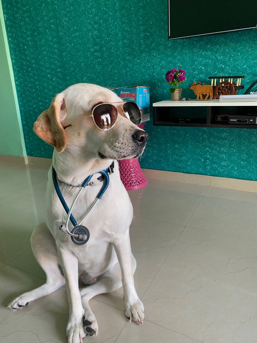 DrShreyasee's tweet photo. Bella the princess 
#dogsoftwitter #DogsofTwitter #doctordog #puppy https://t.co/iOmdJIlB1P