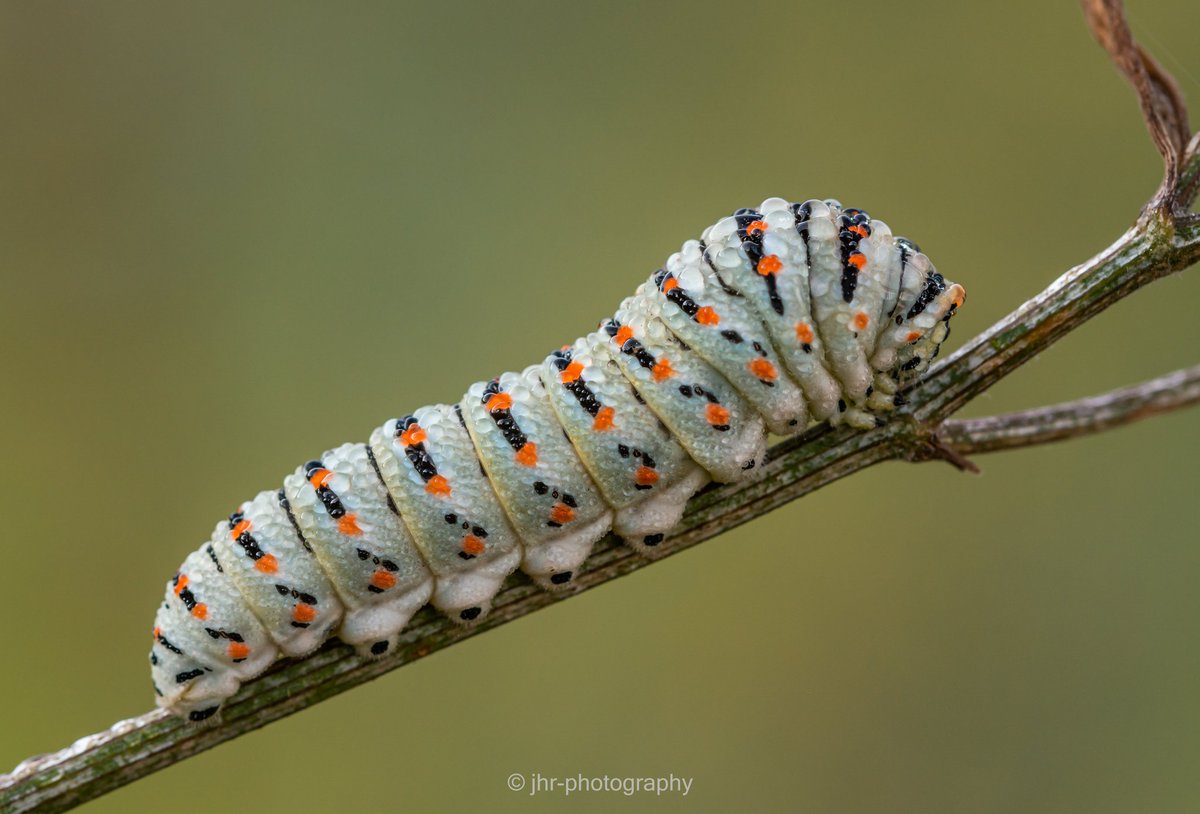 ...nr 2:
Afgelopen (na)zomer in Italië geweest, regio #LaMarche.
Daar groeit in het wild venkel en pastinaak. Vlak bij de b&amp;b, deze rups (met dauwdruppels) van de koninginnenpage, voor <a href="/NathalieNatuur/">Nathalie Landuyt</a> 's #januarivlindermaand...