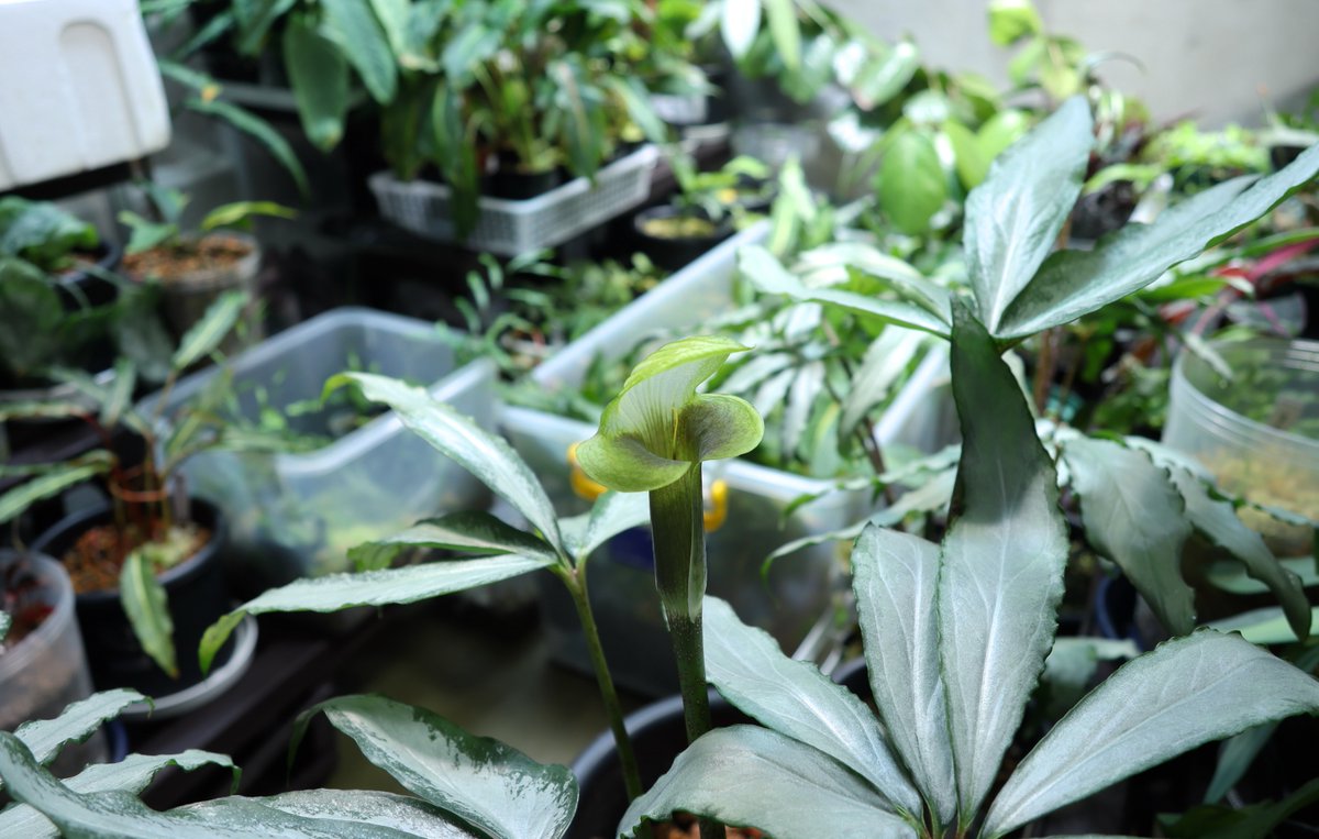 Arisaema cf. scortechinii【LA0719-02】今日も咲いてます。これの葉柄