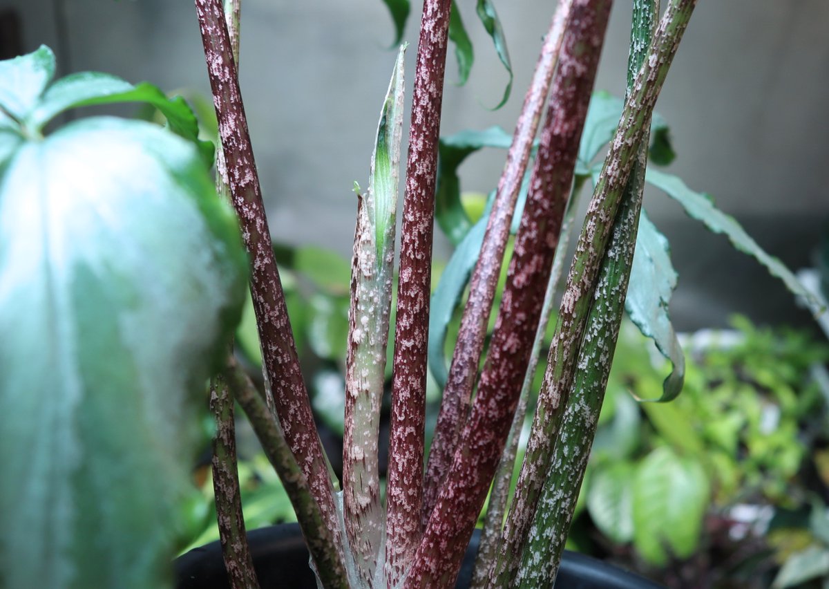 Arisaema cf. scortechinii【LA0719-02】 Arisaema cf. scortechinii【LA0719-02】今日も咲いてます。これの葉柄