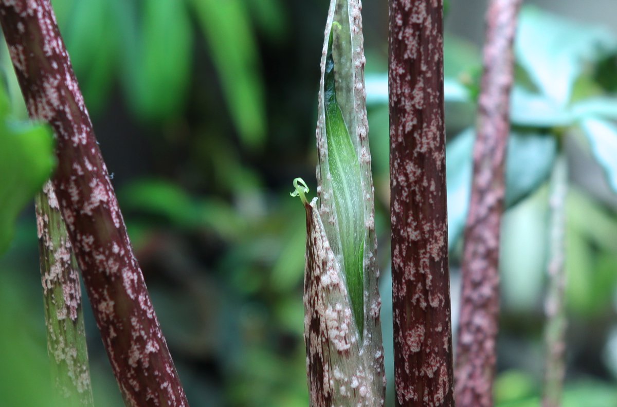 Arisaema cf. scortechinii【LA0719-02】今日も咲いてます。これの葉柄