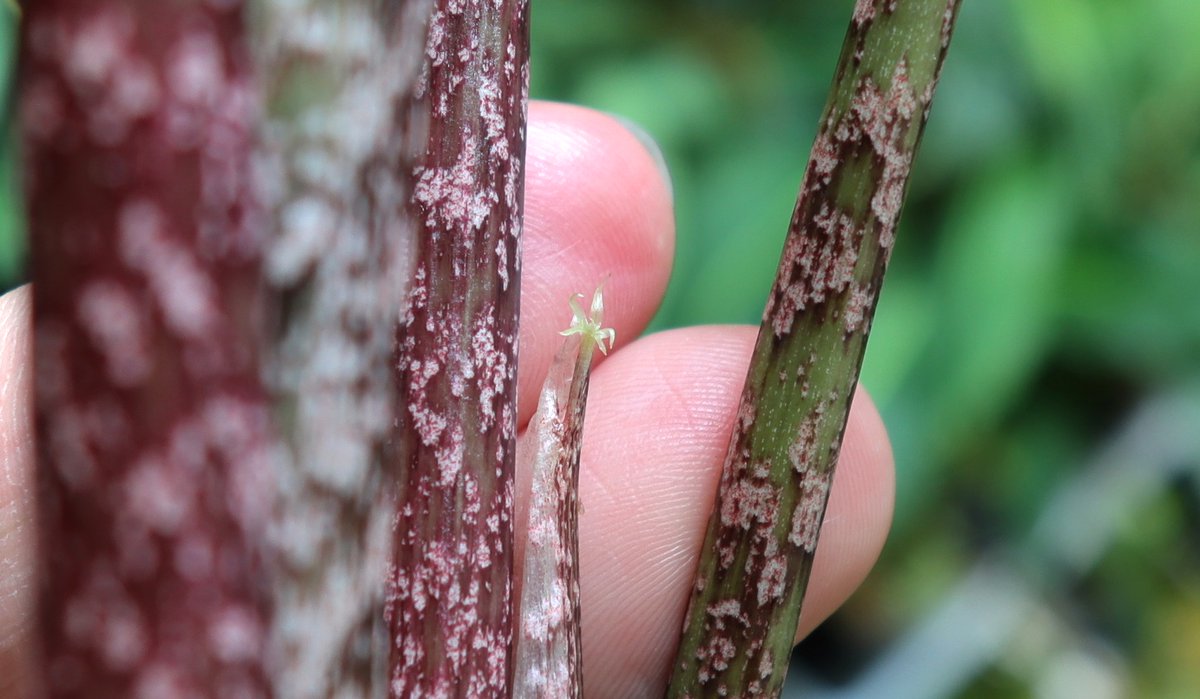 Arisaema cf. scortechinii【LA0719-02】今日も咲いてます。これの葉柄