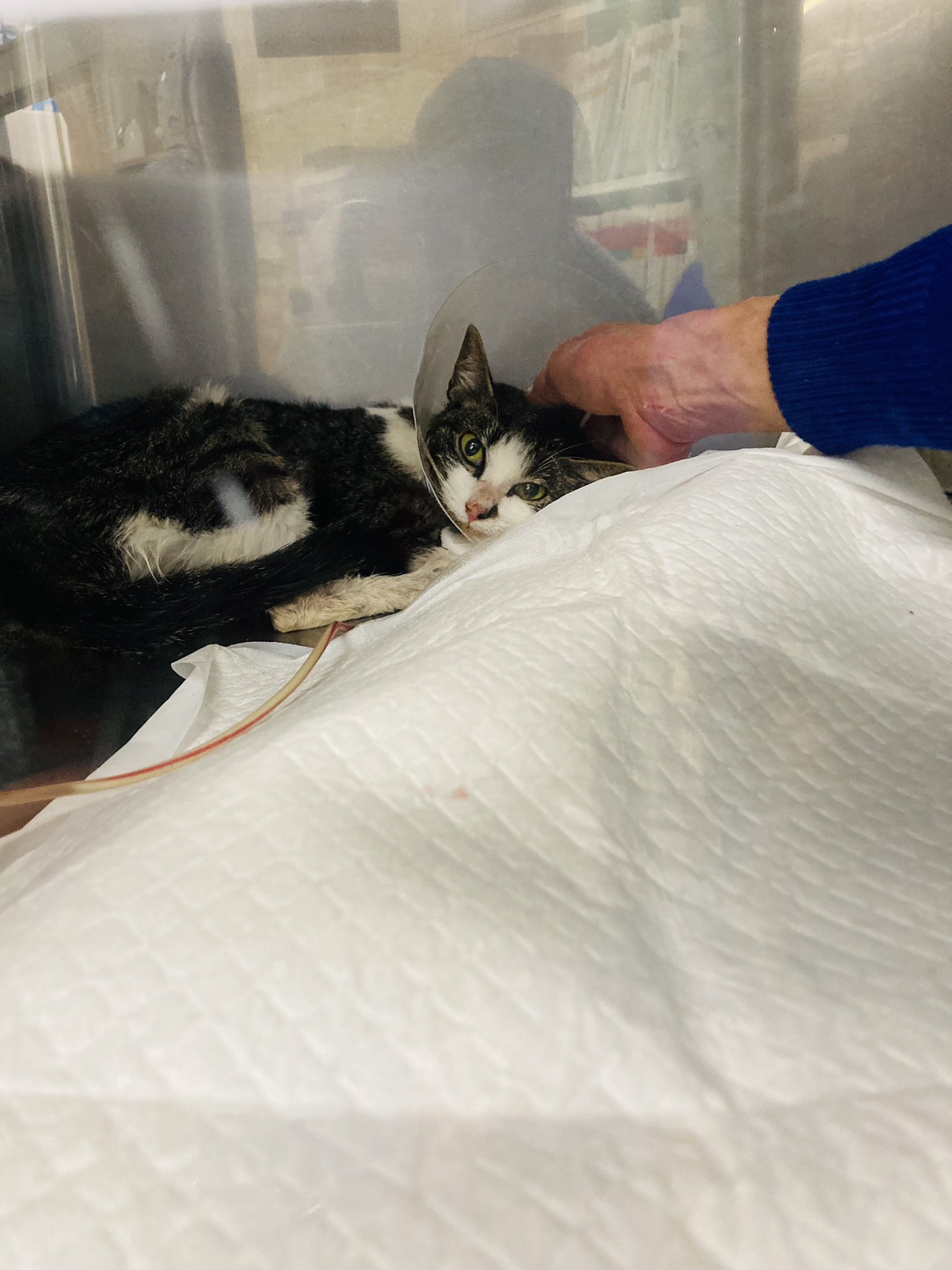 Misa Misa5cats Twitter