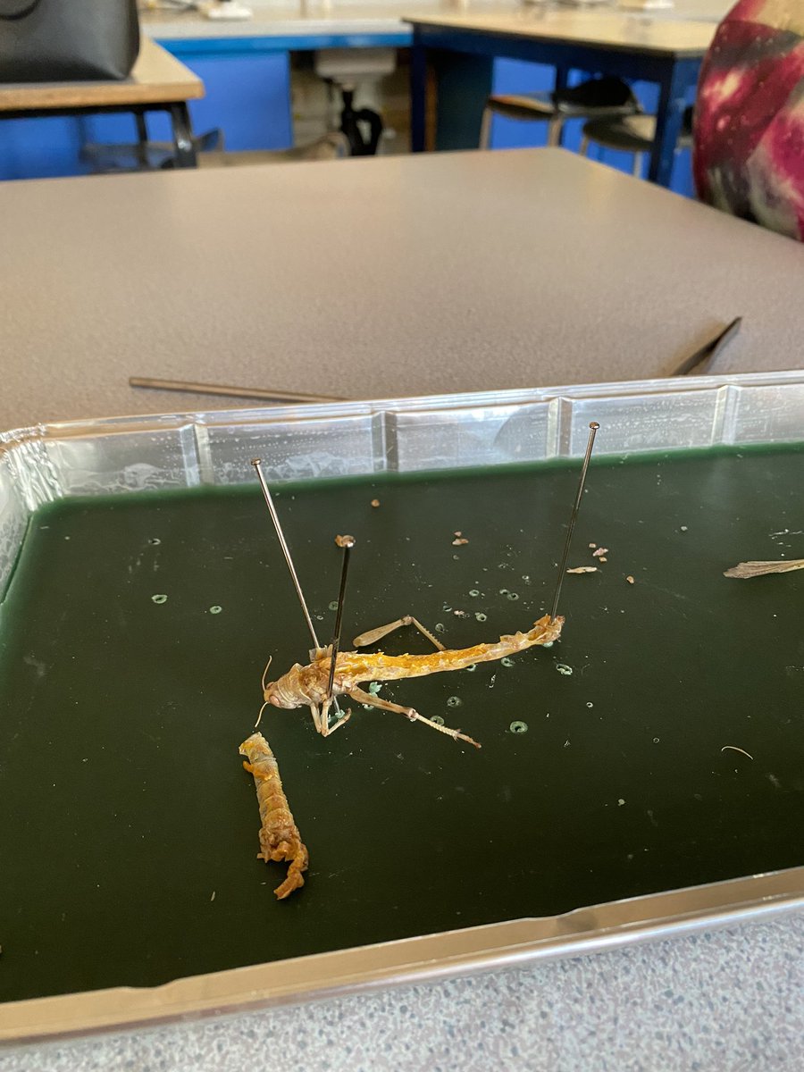 For today’s core practical, year 12 biologists are dissecting locusts to investigate the gas exchange system in insects.
