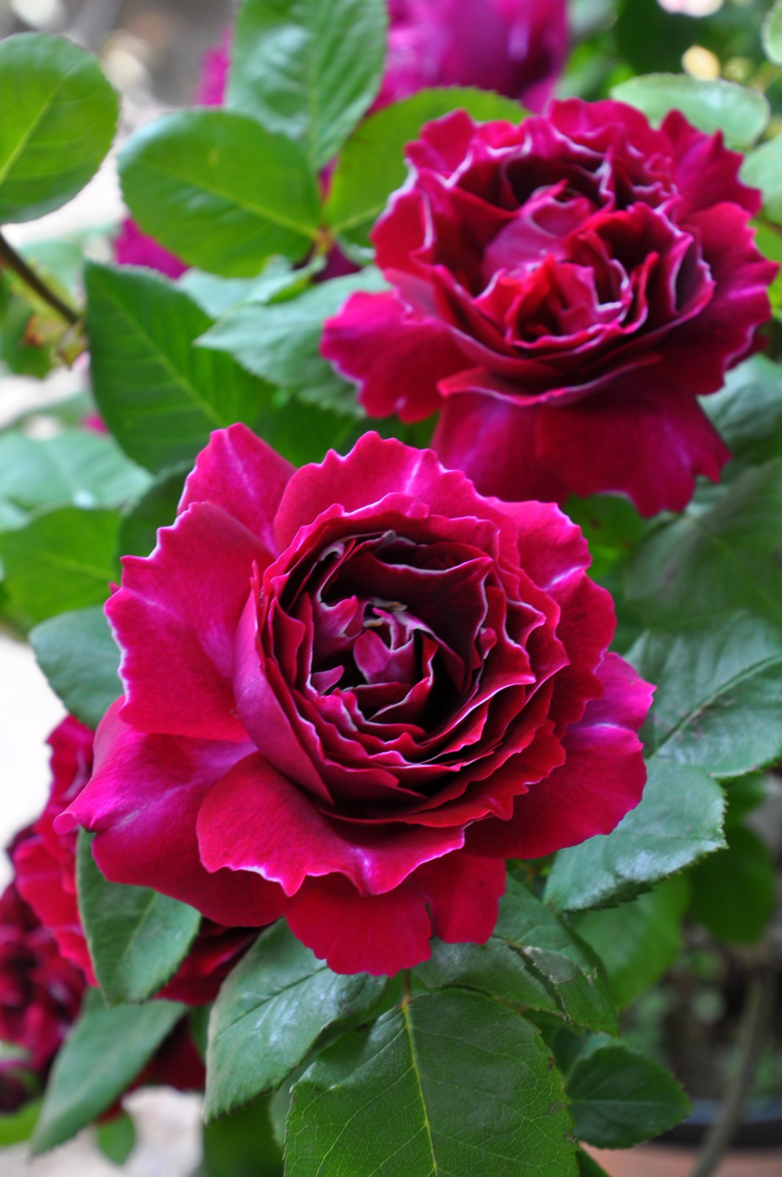 バラの家 公式本店 Rosa Orientis Rosa Orientis Twitter