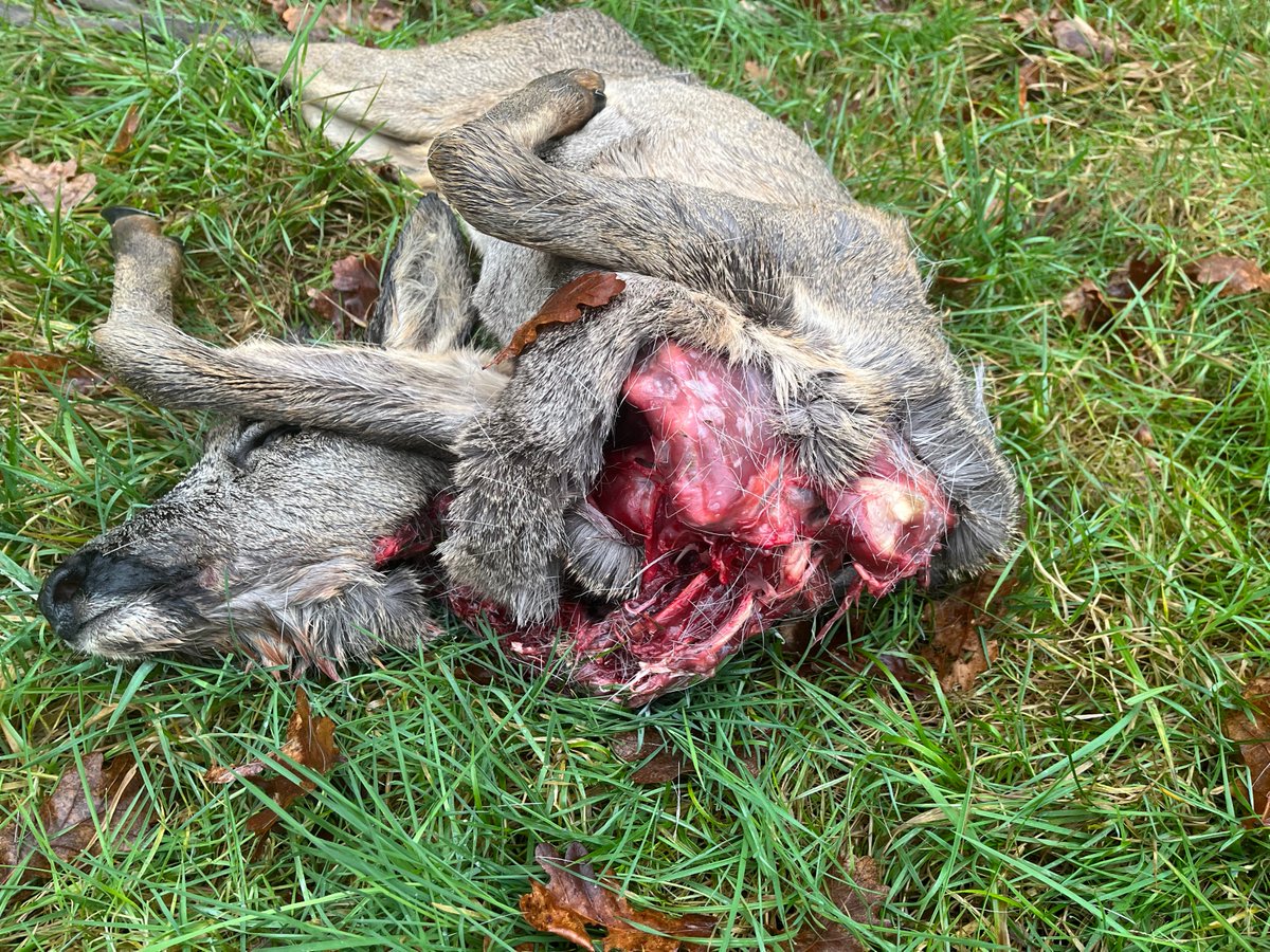 Jan Meesters tweet media