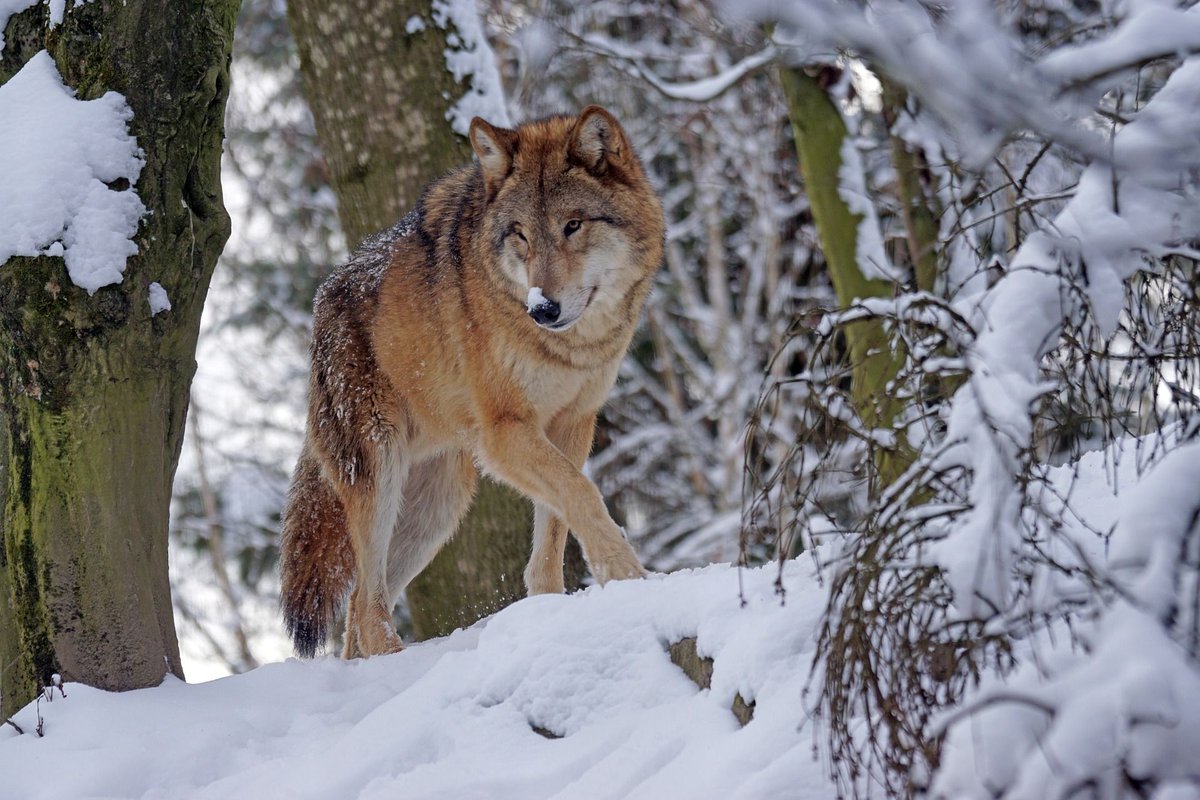 KWunsam's tweet photo. Der Wolf ist in Oberbayern wieder zurück und damit die Frage da, was man mit dem Wildtier machen soll, nachdem es bereits Gehegewild und Weidetieren gerissen hat. Die Landesregierung fordert schnelle Konsequenz. Vom LBV kommt Kritik.

https://t.co/rn3OIUQadW https://t.co/b2M5yTqGRd