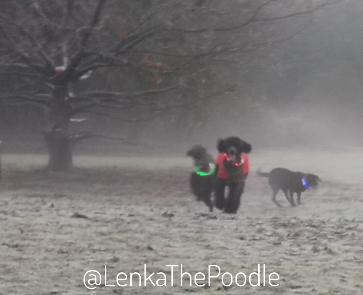 LenkaThePoodle tweet media