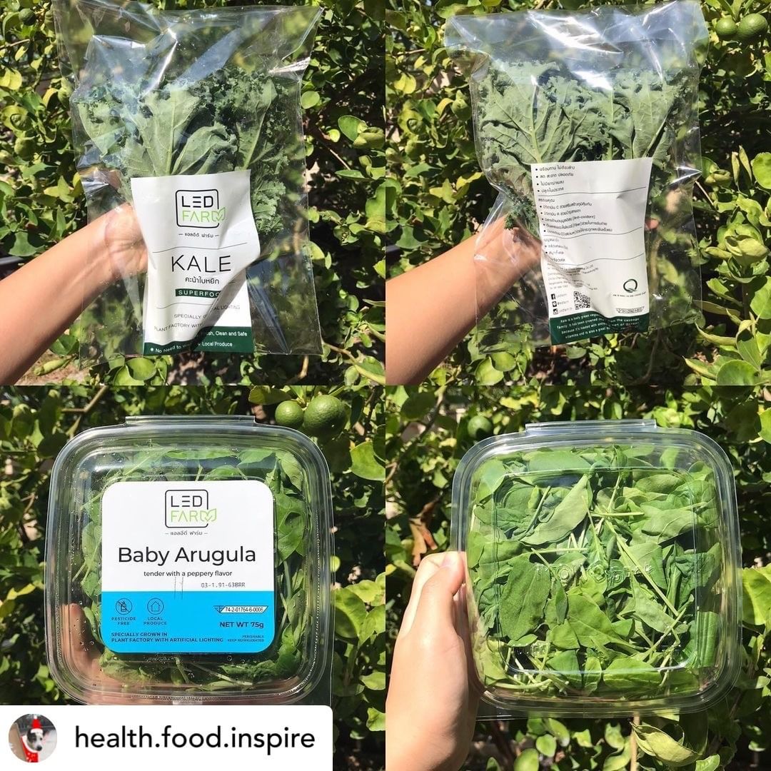 ledfarmth's tweet image. เมนู หมูห่อใบเคล 🐷🥬 จากคุณ @health.food.inspire ที่ได้นำ Kale ผักเคล จากเรา LED FARM ไปประกอบเมนูที่ปรับเปลี่ยนจากใบชะพลูที่มีกลิ่นฉุนช่วยให้ทานได้ง่ายมากขึ้น และทานเคียงกับ Baby arugula ที่มีรสเผ็ดเล็กน้อยเพื่อเพิ่มรสชาติ 😍💚

#LEDFARM #อร่อยบอกต่อ @ReviewAroii
 @aroii
