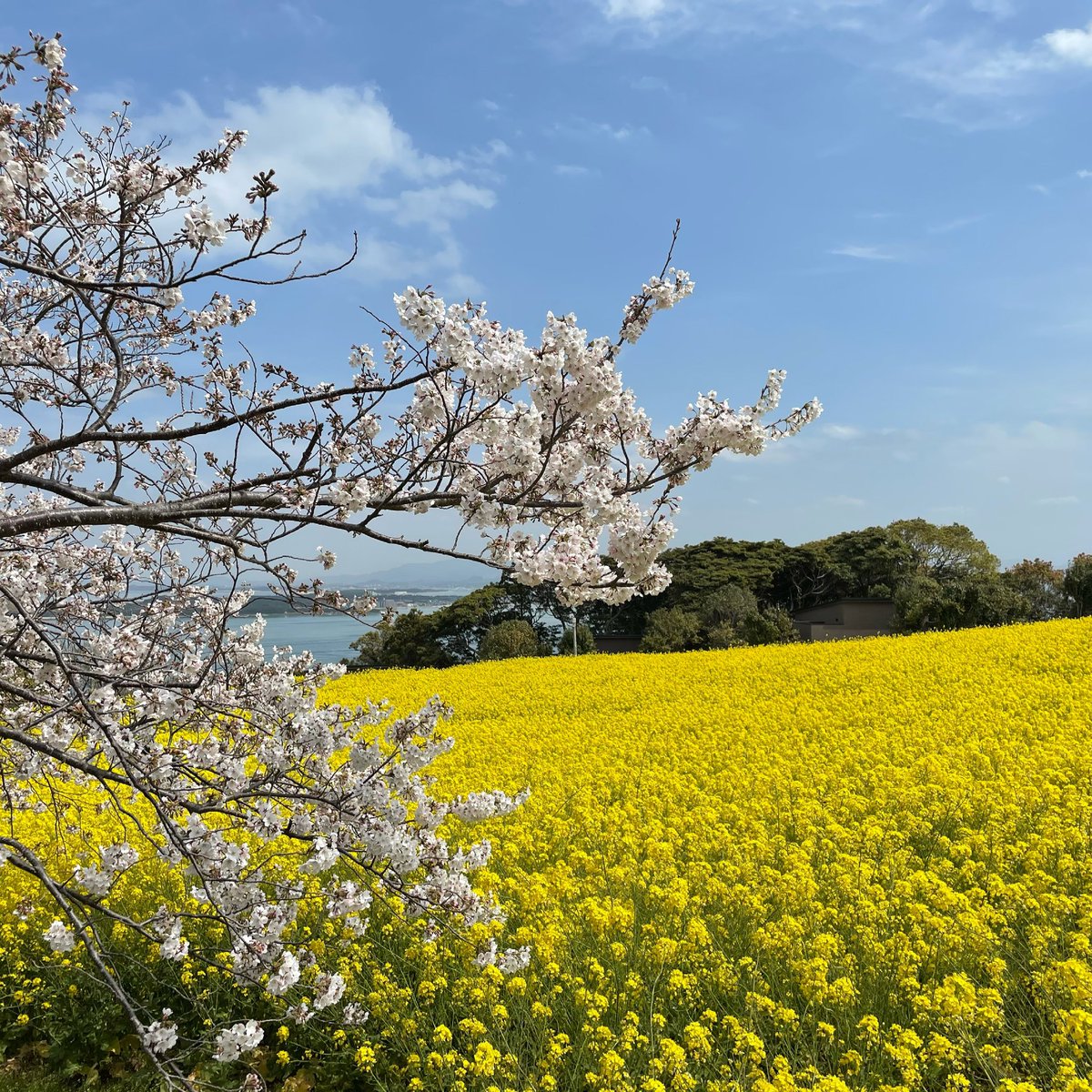 #SpringThoughts 
#Sakura 
#CherryBlossoms
#fleursdecerisier
#rapeblossoms
#Fleursdecolza
#Japan
#motivation
#StayPositive
#GoodMemories

📸🙋🏻‍♀️Mar.〜Apr.2020

🇯🇵☁️🌸🌼🌳
🤍💗💛💙💚