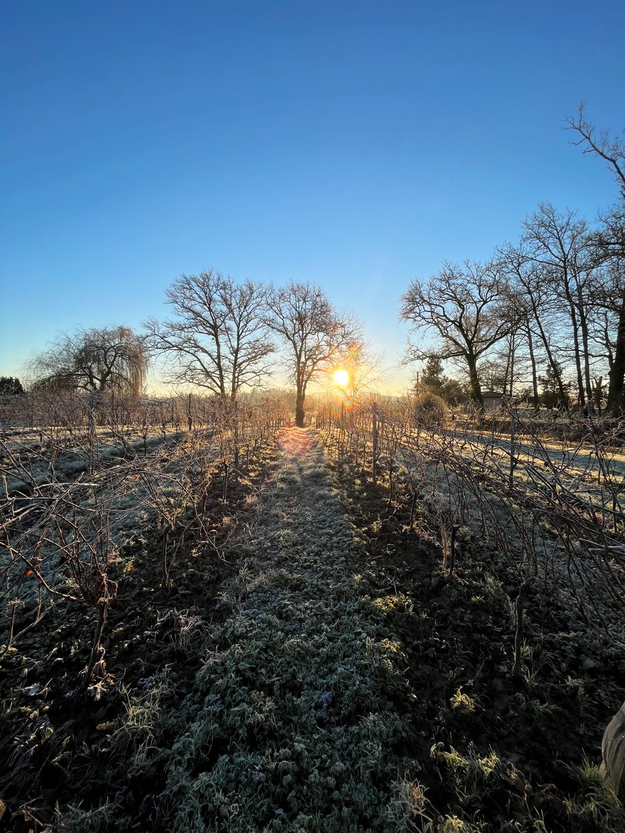 Quand le #soleil rencontre le #gel un matin à #Magnaut. ✨
#domainedemagnaut #domaine #gers #occitanie #gascony #gascogne #vignoble #vignes #raisin #nature #vineyard #winelifestyle #oenotourism #grape #winegram #winetourism