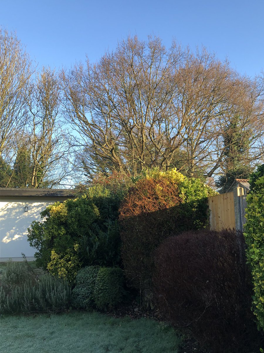 MissWhitts's tweet photo. Just watching the squirrels and birds playing in these beautiful old trees before @networkrail flatten them in the coming weeks. @LBofHavering @HornchurchLife is there anything that can be done to stop this outright vandalism of our local environment? https://t.co/w7seK14PXb