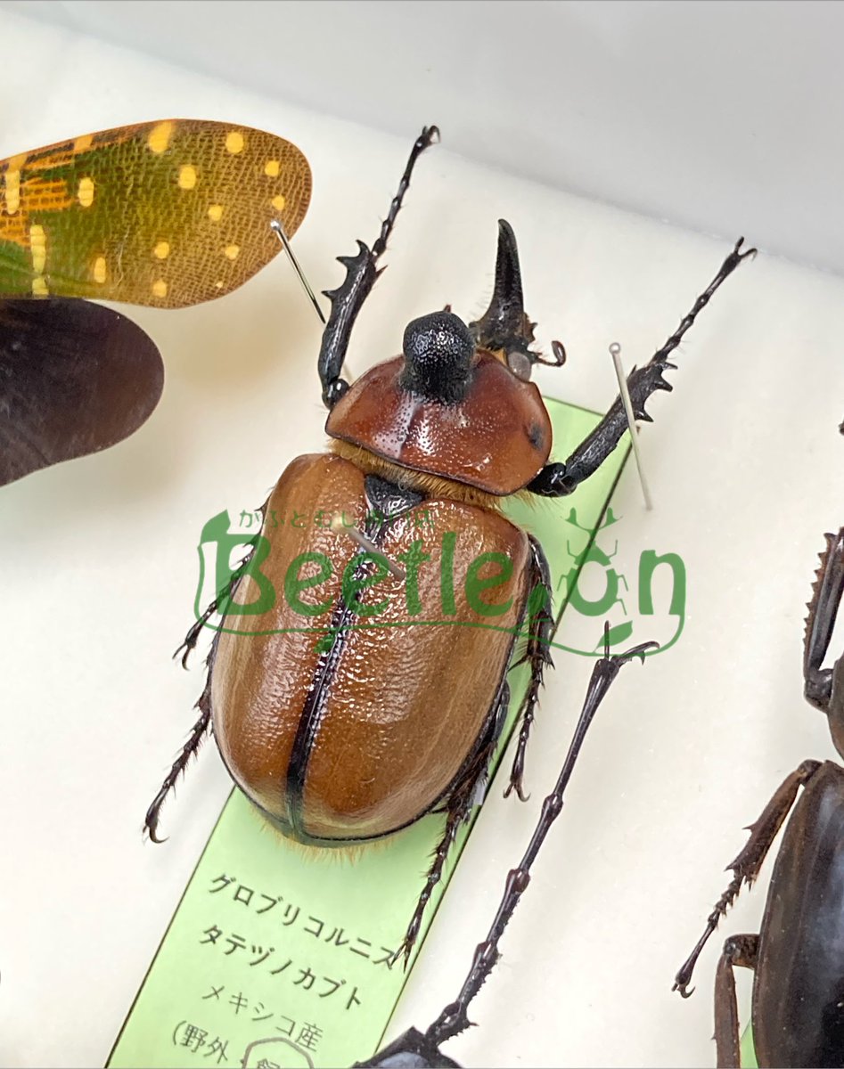 Beetle on（ビートロン）東京店 標本販売事業部 (@beetleondriedsp) / X