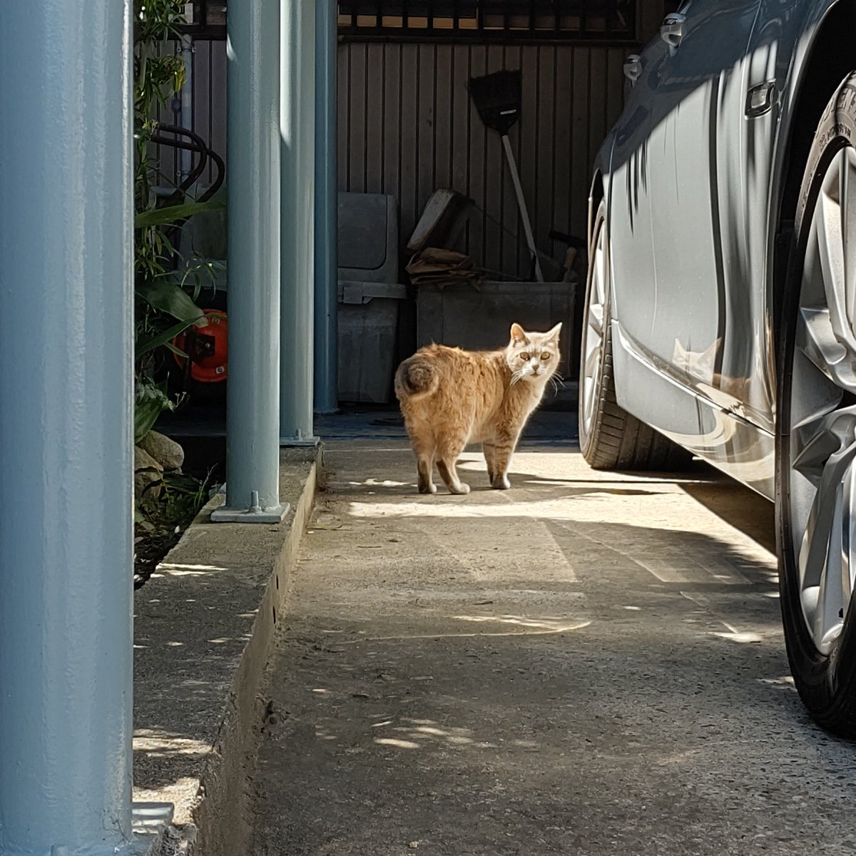 何かご用かにゃ～🐈️