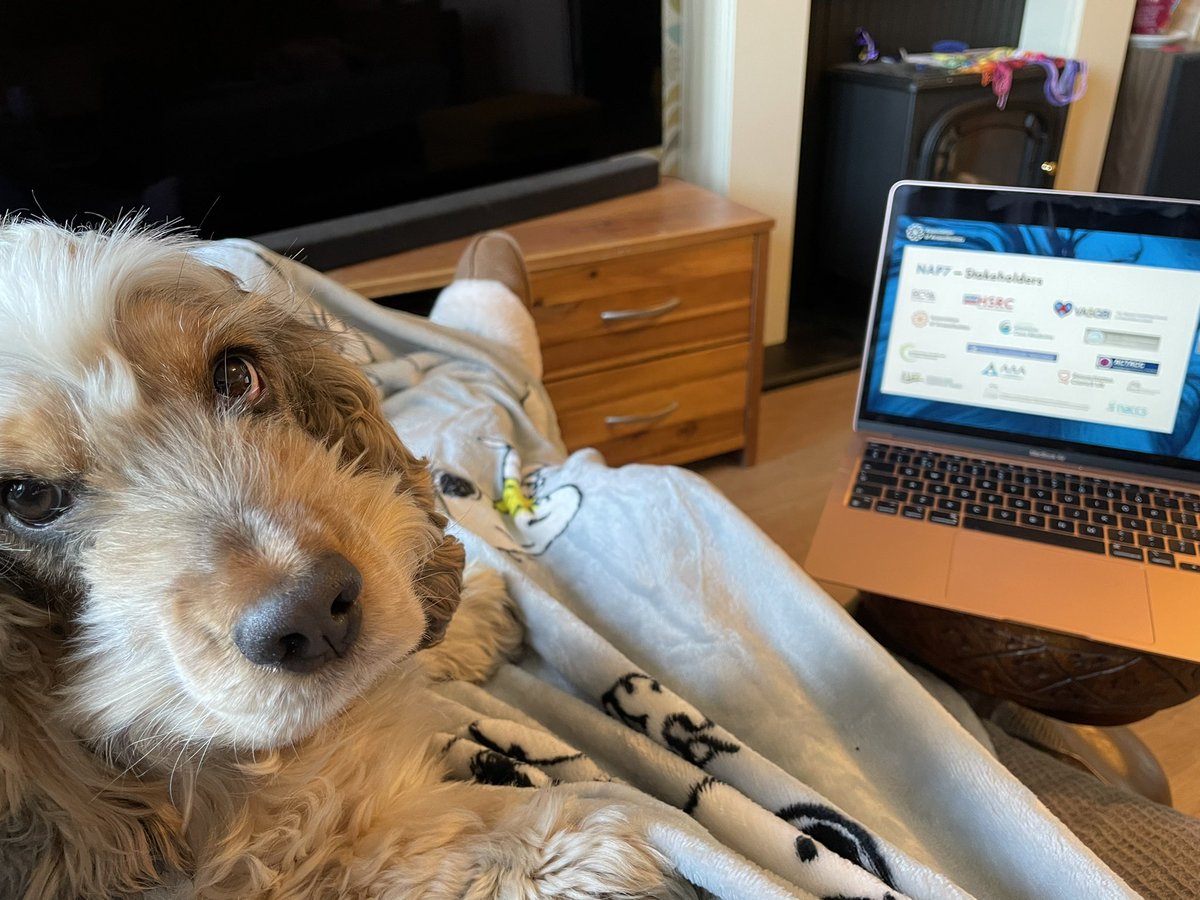 sallydunlop's tweet photo. Poppy is joining me for some #sofacpd #WSM2022 https://t.co/lnhz0jppil