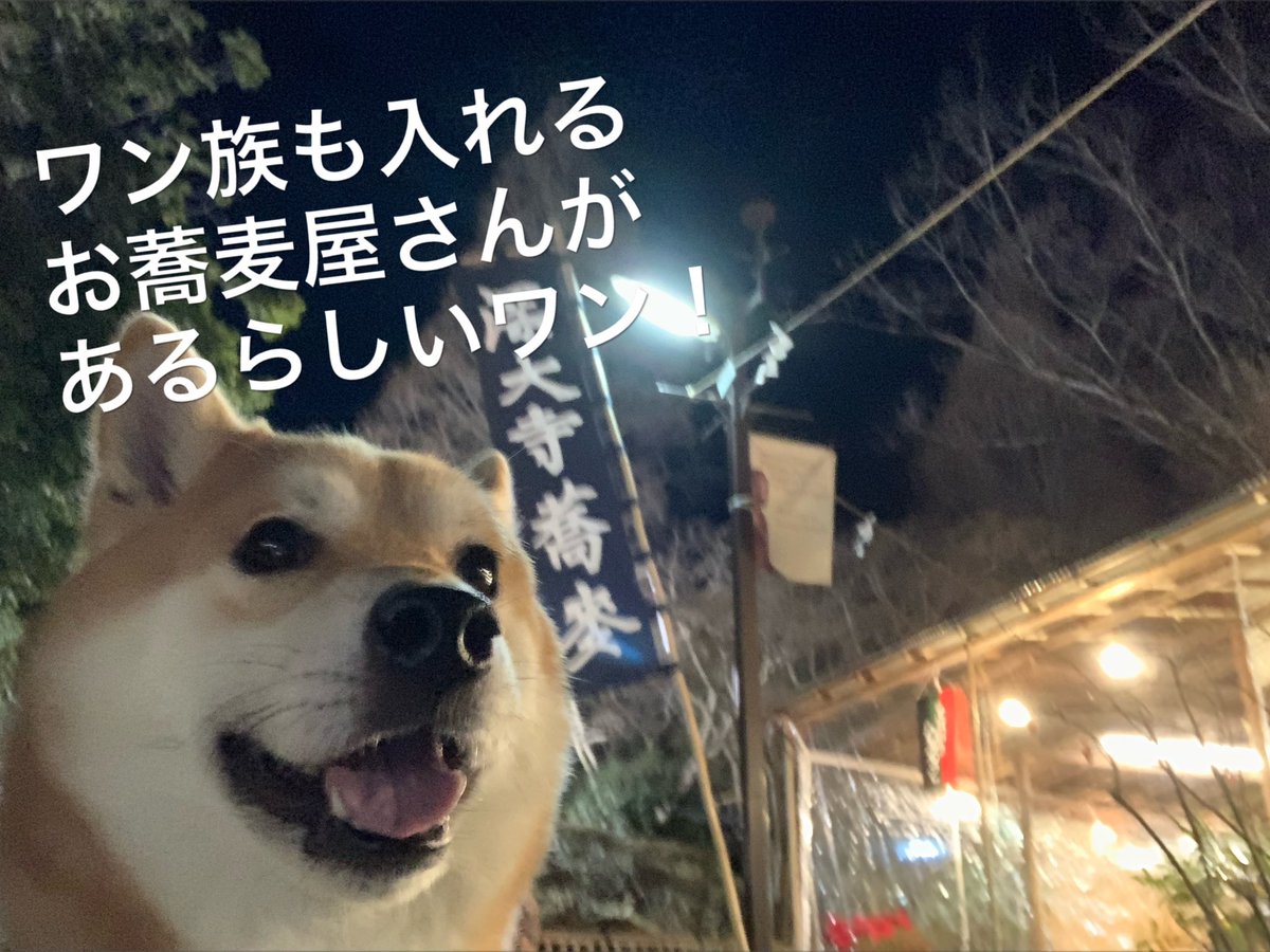 chofu0711's tweet photo. 大晦日に深大寺へ年越し蕎麦を食べにきた柴犬ホクト。#柴犬　#期待してた柴犬　#ウォーキングではしゃぎすぎて営業終了時間　#調布市 #chofukankou  #chofu_shi #深大寺　#深大寺そば　#犬　#ワン族　#調布市観光　#chofu_shi  ＃犬とお出かけ　#犬部　#もふもふ　#柴犬のいる暮らし  ＃犬 https://t.co/pgYuEjrRdU